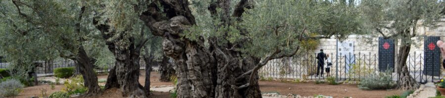 Tree in the Garden of Gethsemene